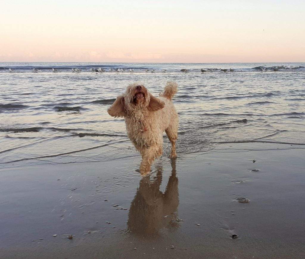 Sarah australian labradoodle
