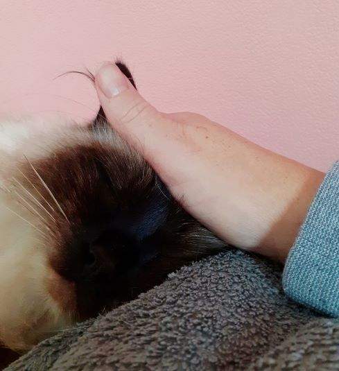 Reiki universele levensenergie