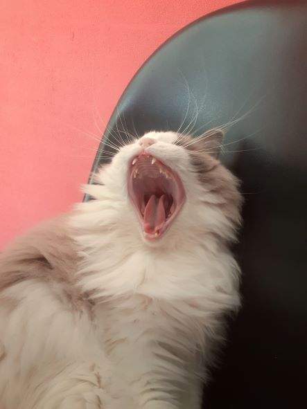 Reiki poes