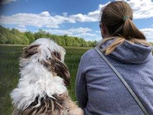 coachsessie intuïtief coachen met honden