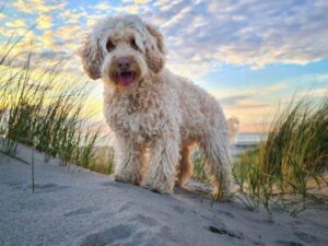Coachen met honden Sarah