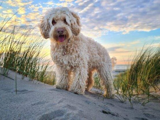 Coachen met honden Sarah