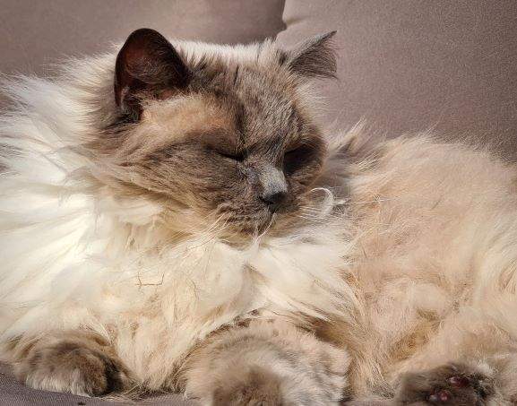 Reiki voor dieren