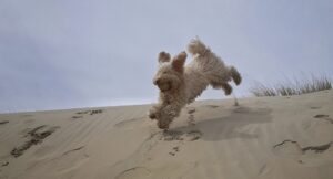 Sarah coachen met honden